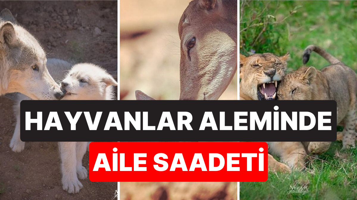 Hayvanların Yavrularıyla Olan Tatlı mı Tatlı Pozlarını Görünce Gözlerinizden Kalpler Fışkıracak