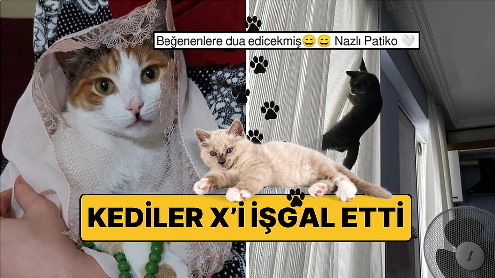Kediler X’i İşgal Etti: İnternetin Gerçek Sahipleri Kediler Fotoğraflarıyla Sosyal Medyada Fırtına Gibi Esti