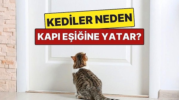 12. Kedilerin Kapı Eşiğinde Yatmasının Şaşırtan Sebepleri