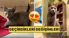 Sahiplendikleri Hayvanların Önceki ve Sonraki Hallerini Paylaşarak Kalp Isıtan Kullanıcılar