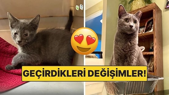 Sahiplendikleri Hayvanların Önceki ve Sonraki Hallerini Paylaşarak Kalp Isıtan Kullanıcılar