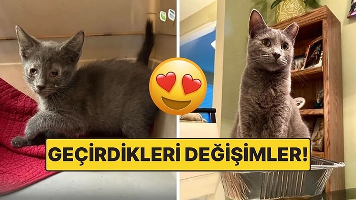 Sahiplendikleri Hayvanların Önceki ve Sonraki Hallerini Paylaşarak Kalp Isıtan Kullanıcılar