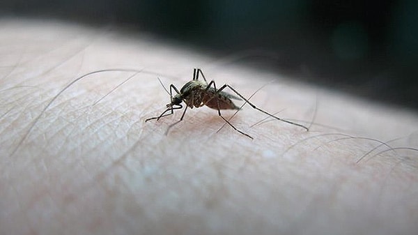 Chikungunya Virüs Nedir?