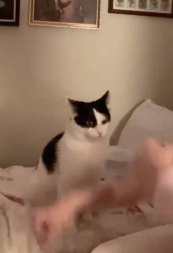 Tek yapmanız gereken şey, kedinin ısırdığı yeri yalamak.