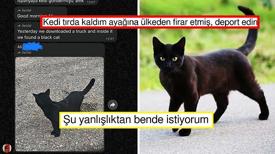 Sevkiyat Tırına Binip Yanlışlıkla Türkiye'den İspanya'ya Giden Kedi Goygoy Malzemesi Oldu