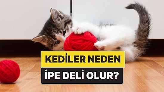 Kediler Neden İp Görünce Deliye Dönüyor?