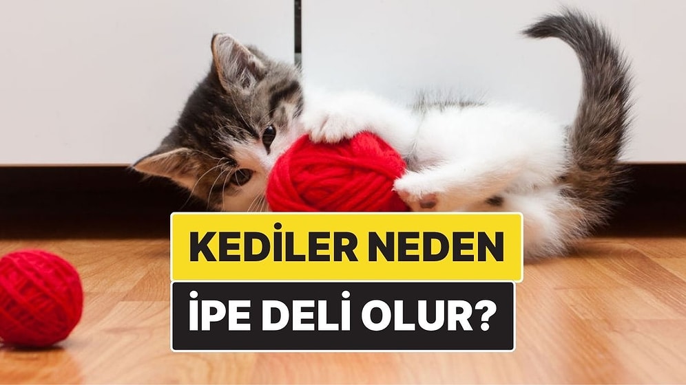 Kediler Neden İp Görünce Deliye Dönüyor?