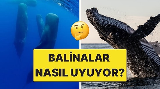 Hep Yarı Uyanıklar! Balinalar Suyun Altında Nasıl Uyuyor?