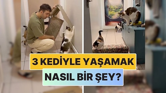 Bir İçerik Üreticisi 3 Kediyle Yaşamanın Nasıl Bir Şey Olduğunu Anlattı!