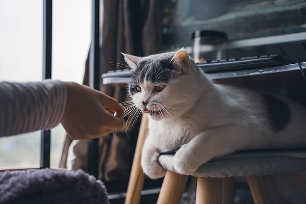 1. İnsansı Kedi