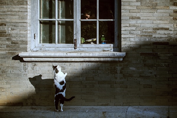 2. Meraklı Kedi
