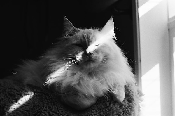 4. Huysuz Kedi