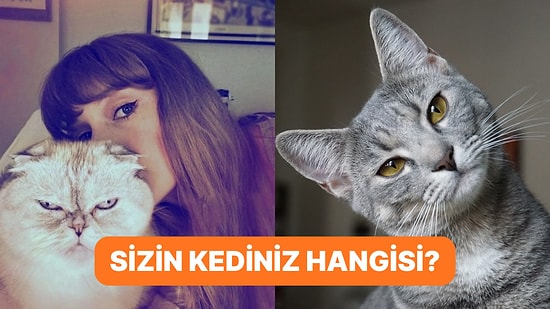 Onlar da Bizim Gibi! Araştırmalara Göre Kedilerin 5 Farklı Kişilik Tipi