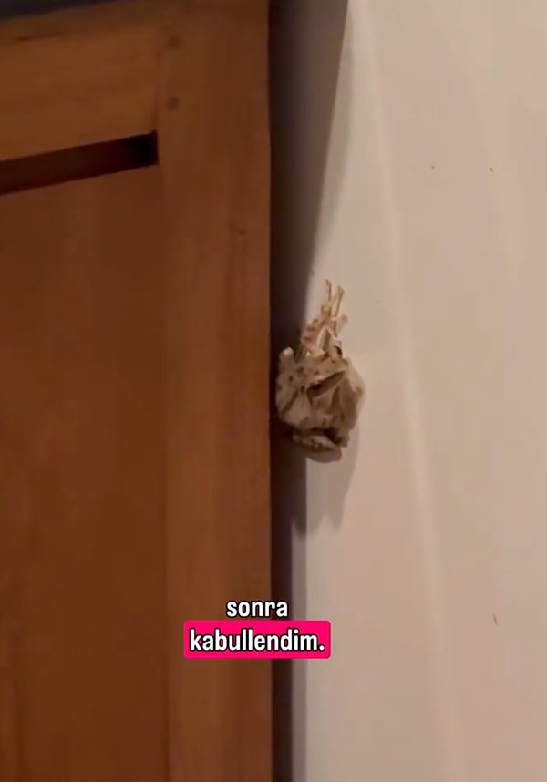 Ne diyorsunuz, evinizde bir kurbağayla yaşamak ister miydiniz?