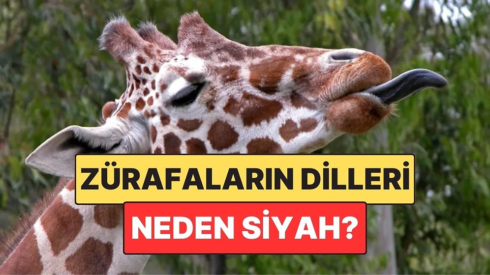 Çoğu Hayvanın Pembe: Zürafaların Dilleri Neden Siyahtır?
