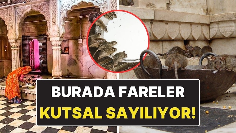 Farelerin Kutsal Sayıldığı Şaşırtıcı Mekan: Karni Mata Tapınağı