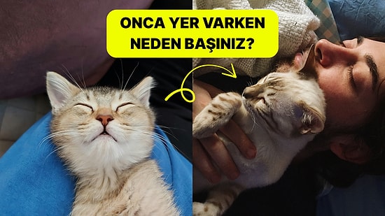 Başımızın Üstünde Yerleri Var: Kediler Neden Kafamızın Üstünde Uyumayı Seviyor?