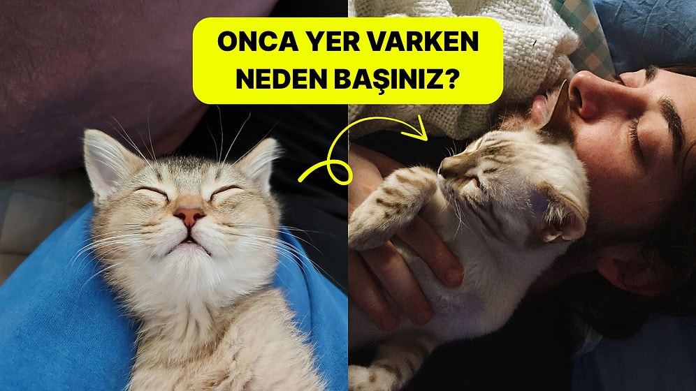 Başımızın Üstünde Yerleri Var: Kediler Neden Kafamızın Üstünde Uyumayı Seviyor?