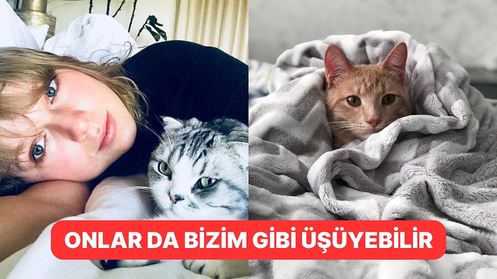 Kış Kapıdayken Kedinizi Sıcacık Tutmak İçin Dikkat Etmeniz Gerekenler