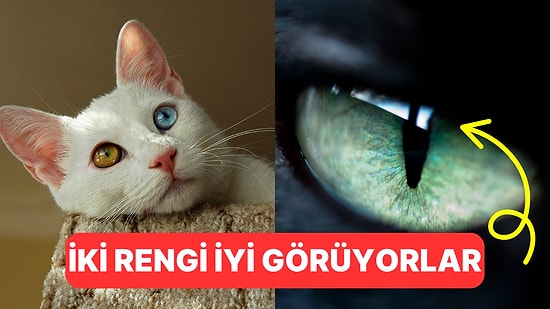 Dünyaya Onların Gözünden Bakalım: Kediler Renkleri Görebiliyor mu?