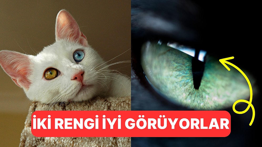 Dünyaya Onların Gözünden Bakalım: Kediler Renkleri Görebiliyor mu?
