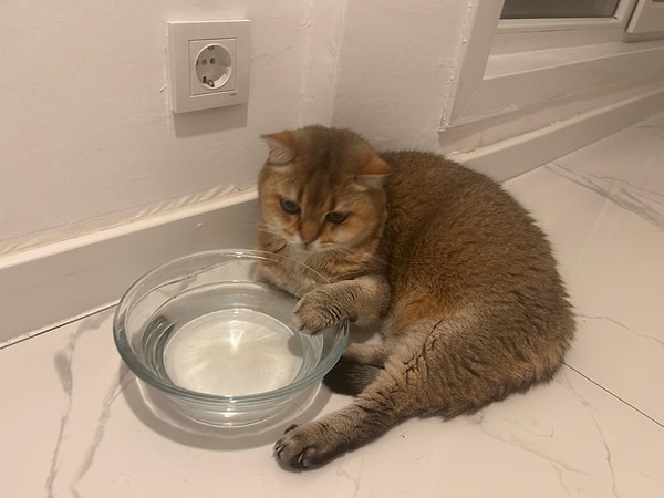 Hemşire Pınar Çalık, 7 yaşındaki British golden cinsi kedisi ‘Artas’ın 6 yıldır devam eden takıntılı temizlik ve tek noktaya odaklanma hareketleri nedeniyle 2 ay önce veterinere başvurdu.
