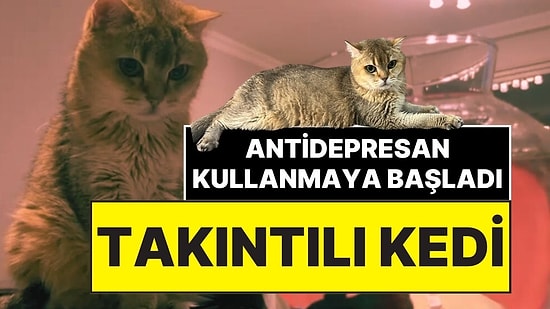 Temizlik Takıntısı ve Tek Noktaya Odaklanma Sorunu Var! British Golden Cinsi Kedi Artas, Antidepresana Başladı