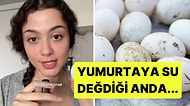 Bir Diyetisyen, Yumurtaları Neden Yıkamamamız Gerektiğini Açıkladı!