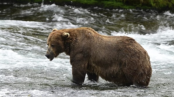 Alaska'nın popüler Şişman Ayı Haftası yarışmasını, 550 kilogram ağırlığındaki Chunk kazandı. Kendisi tahmini olarak 550 kilo!