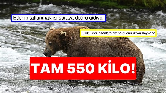 Yine mi Bodyshaming? Şişman Ayı Yarışmasını Kazanan Ayı Sosyal Medyada Gündem Oldu