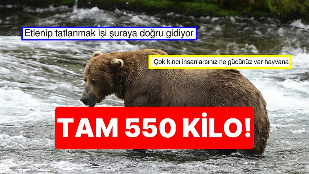 Yine mi Bodyshaming? Şişman Ayı Yarışmasını Kazanan Ayı Sosyal Medyada Gündem Oldu