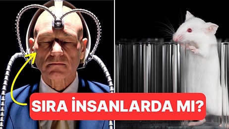 Sıra Bize mi Geliyor? Bilim İnsanları Farelerin Zihinlerini Okuyabildiklerini Söylüyor