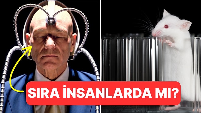 Sıra Bize mi Geliyor? Bilim İnsanları Farelerin Zihinlerini Okuyabildiklerini Söylüyor