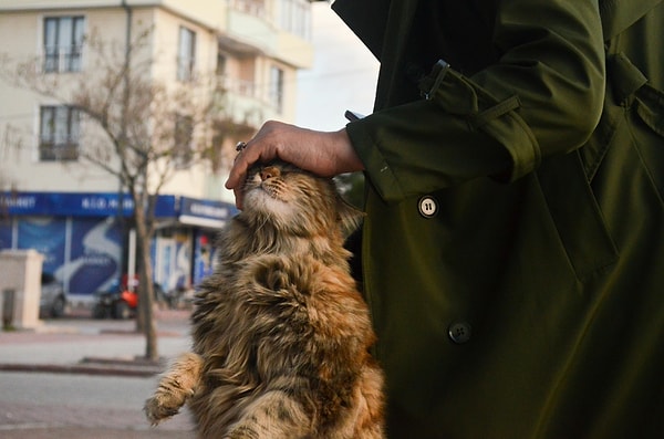 Eğer "Kedimi sevmekten kendimi alamıyorum ama ısırmaları artık fazlasıyla canımı yakıyor" diyorsanız, çözüm sandığınızdan daha kolay olabilir.