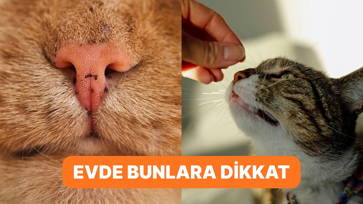 Kedisini Seven Bunu Yapmaz! Tüylü Dostlarımızın Dayanamadığı Kokular