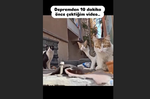 Peki kediler depremi hisseder mi?