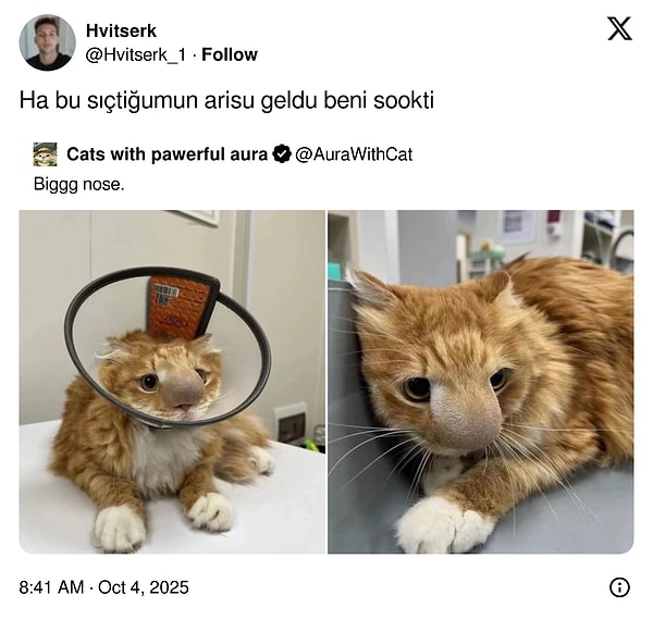 Kedinin sesiyle okuduk.