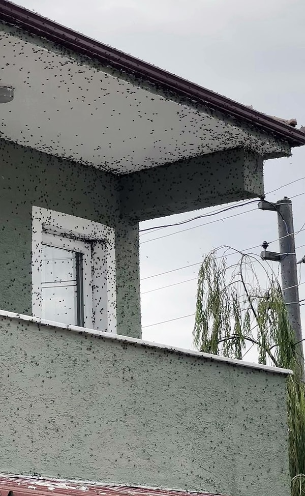 Özellikle Karadeniz kıyılarında çok sayıda olan kokarcalar insanları bıktırdı.