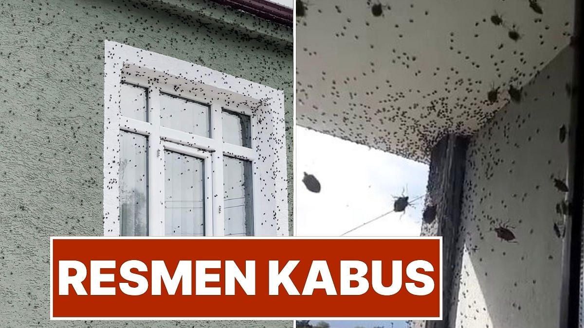 Resmen Kabus! Kahverengi Kokarca Böceği Kabusu Geri Döndü, Ürünlere Büyük Zarar Veriyor