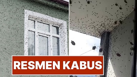 Resmen Kabus! Kahverengi Kokarca Böceği Kabusu Geri Döndü, Ürünlere Büyük Zarar Veriyor