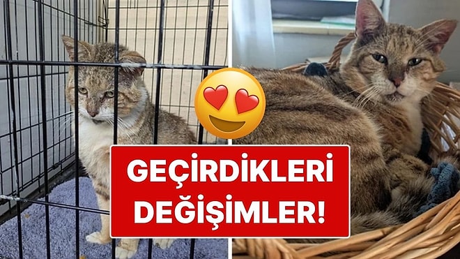 Sahiplendikleri Hayvanların Önceki ve Sonraki Hallerini Paylaşarak Kalp Isıtan Kullanıcılar