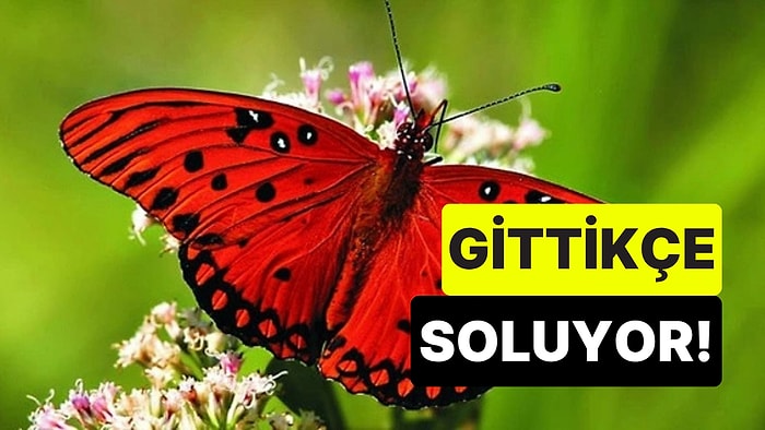 Bilim İnsanları Açıkladı: Ormanlar Azaldıkça Doğa Soluyor, Kelebekler de Renklerini Kaybediyor