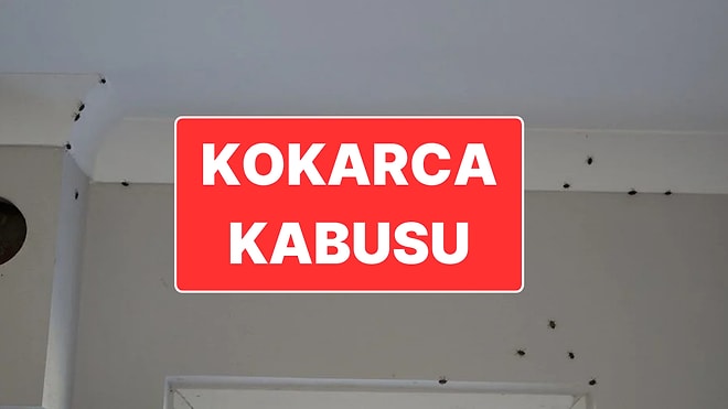 Bakanlıktan Çocuklar İçin Kokarca Böceği Toplama Yarışması: Kazanana Bisiklet Verilecekmiş