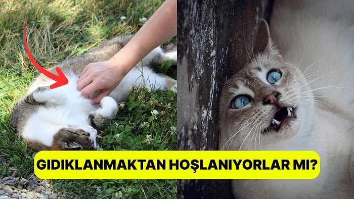 Kafamızda Deli Sorular: Kediler Gıdıklanır mı?