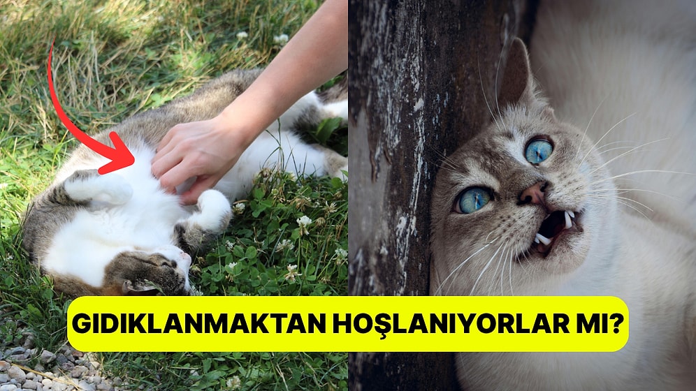 Kafamızda Deli Sorular: Kediler Gıdıklanır mı?