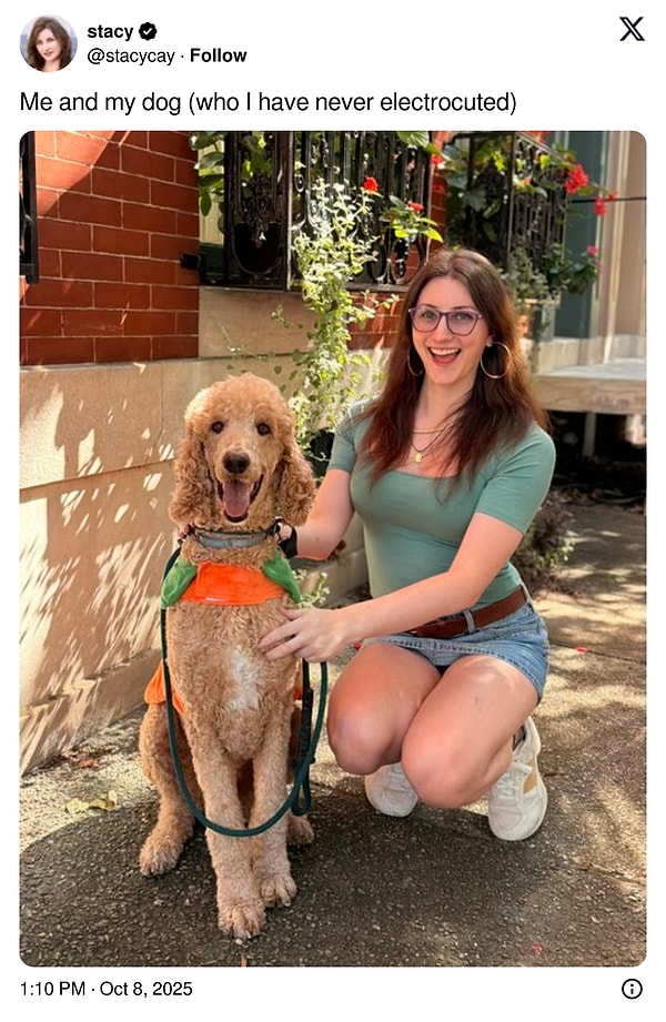 Tepkiler öyle bir noktaya geldi ki insanlar can dostlarıyla beraber mutlu pozlarını paylaşmaya ve "hiçbir zaman elektroşok vermediğim köpeğim" notunu düşmeye başladı.