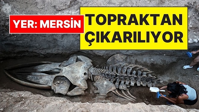 Mersin’de Sahile Vurduktan Sonra Toprağa Gömülen 14 Metrelik Fin Balinasının İskeleti Yeniden Çıkarılıyor