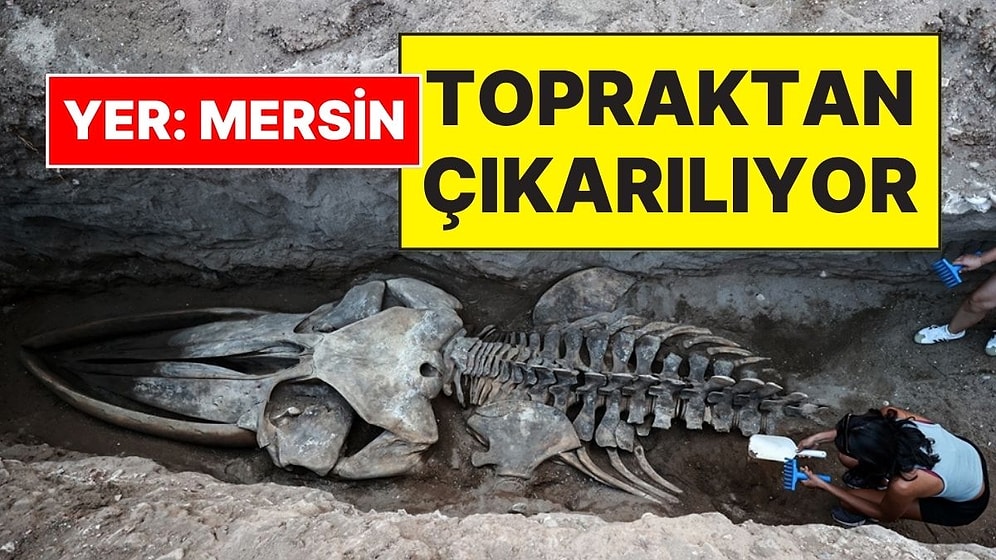 Mersin’de Sahile Vurduktan Sonra Toprağa Gömülen 14 Metrelik Fin Balinasının İskeleti Yeniden Çıkarılıyor