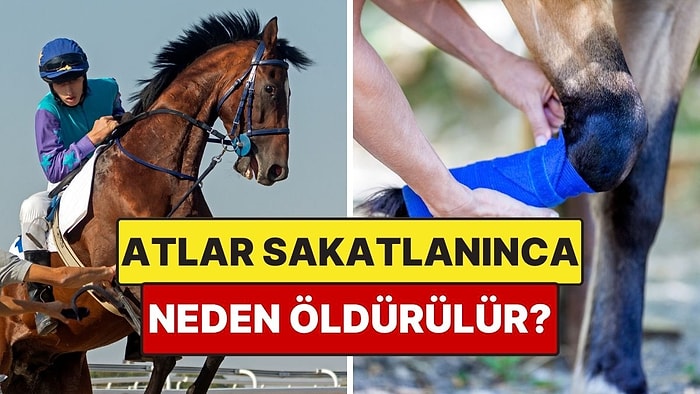 Sakatlanan Atlar Neden Ölüme Mahkum Edilir?