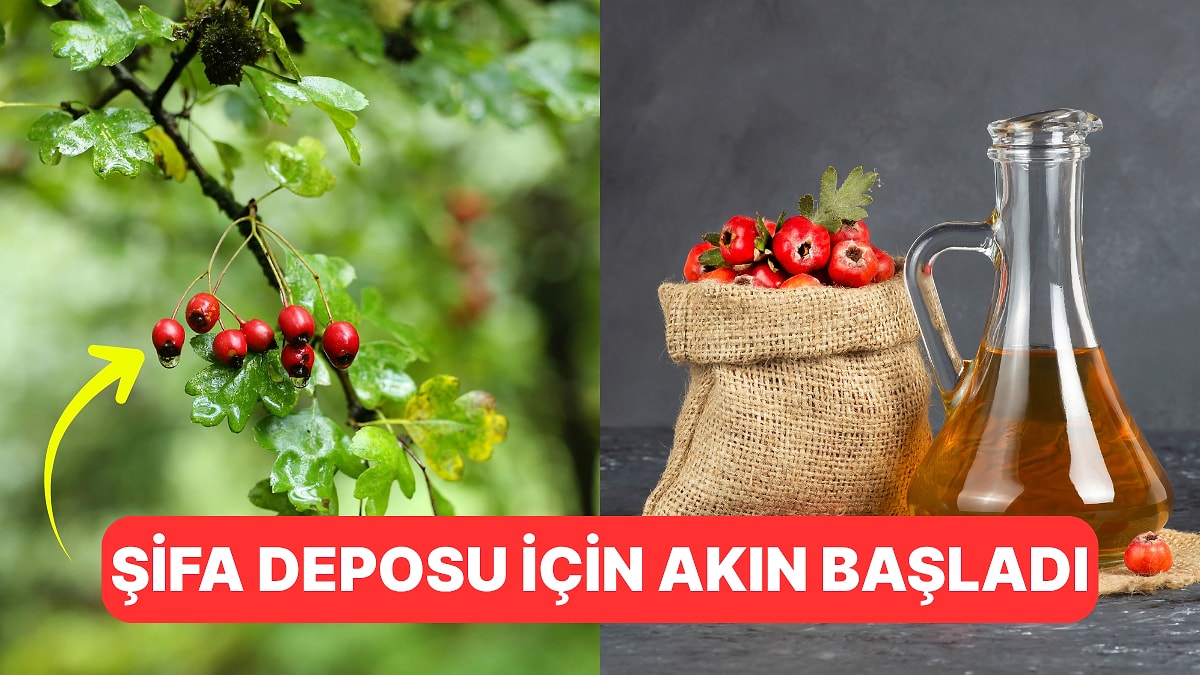 Kalbi Koruyor, Kanseri Uzakta Tutuyor: Şifa Deposu Alıç Tekrardan Tezgahların Gözdesi Oldu